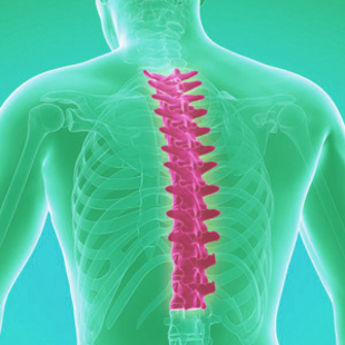 МРТ грудного отдела позвоночника